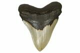Serrated, Fossil Megalodon Tooth - North Carolina #172622-1
